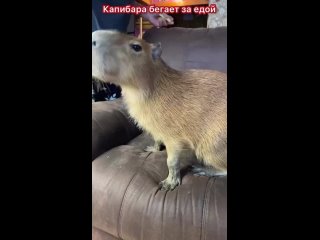 capybara bezhit za edoy like capybara shorts capybara