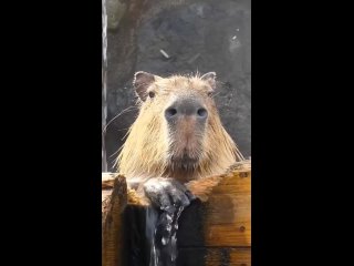 capybara capybara (1)